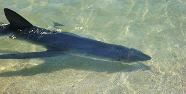 Plaine Orientale : Peau bleue sur la plage de Calzarellu