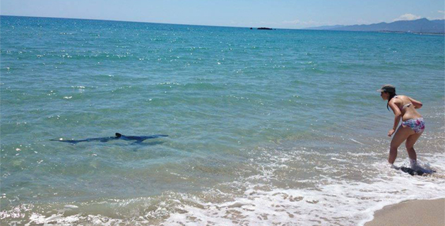 Plaine Orientale : Peau bleue sur la plage de Calzarellu