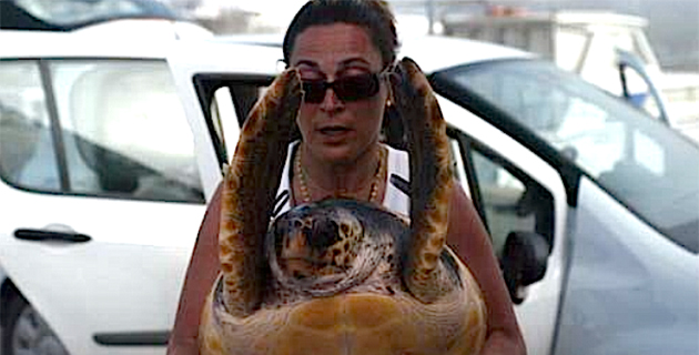 Un réseau d'alerte tortues marines en Corse