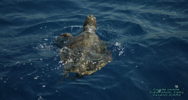 Un réseau d'alerte tortues marines en Corse