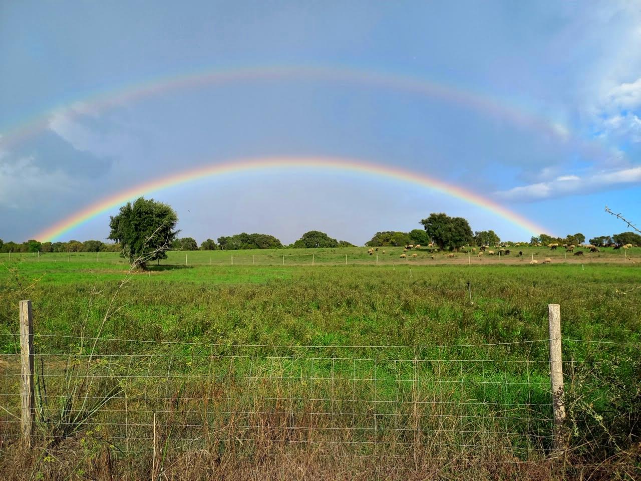 Du côté d'Alistro (Franziska Hanske)