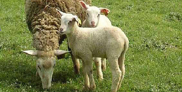 Nouvelle campagne de vaccination contre la fièvre catarrhale ovine