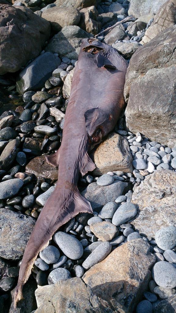 Un requin griset mort près de la plage de Farinole