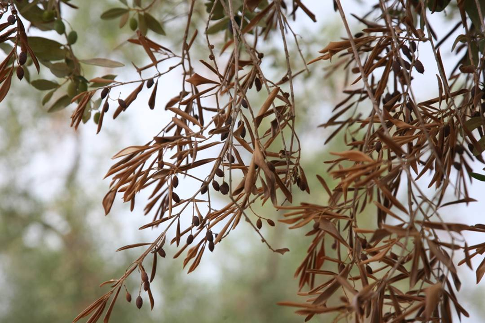 Les ravages de la Xylella Fastidiosa sur les oliviers (efsa)