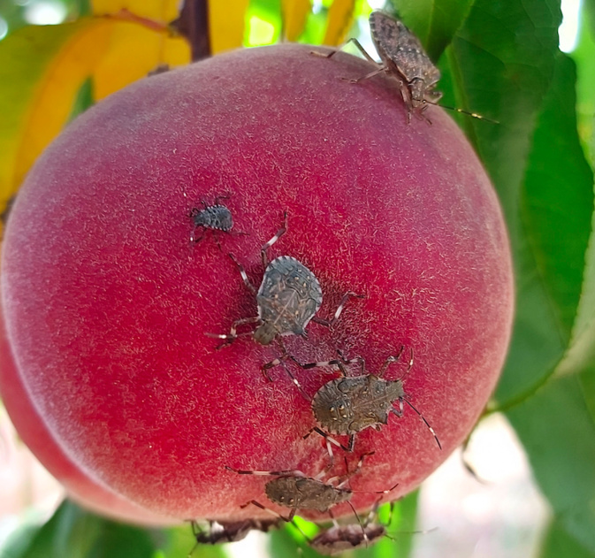 La punaise diabolique pique les fruits et les fait pourrir. Crédit photo DR