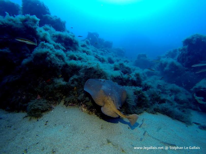 Stéphan Le Gallais : Dans le sillage des raies du Valinco