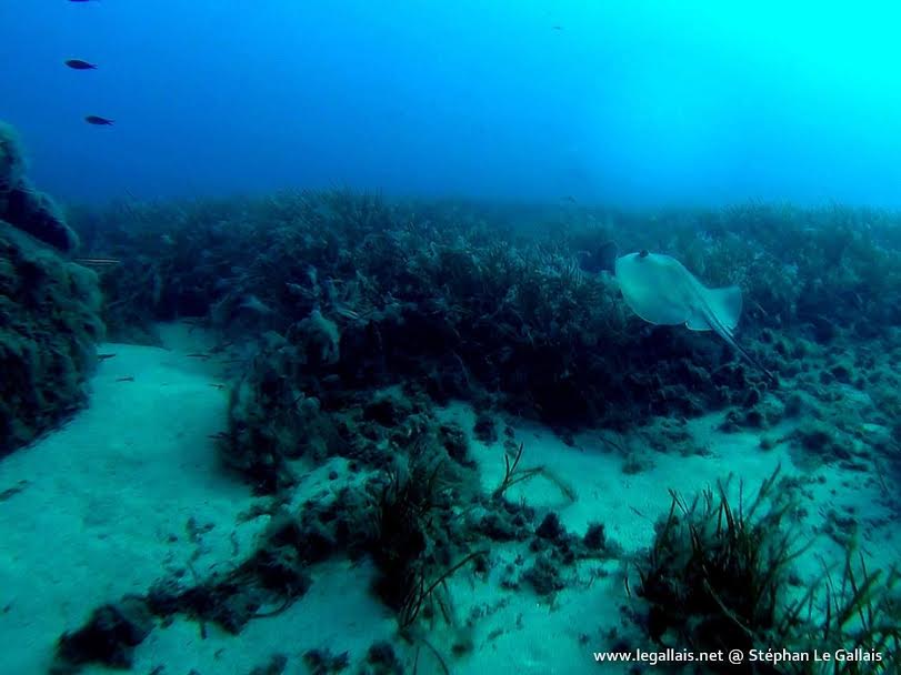 Stéphan Le Gallais : Dans le sillage des raies du Valinco