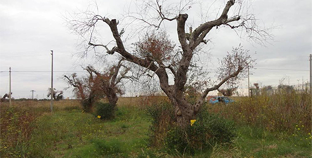 Le sort que subissent les oliviers attaqués