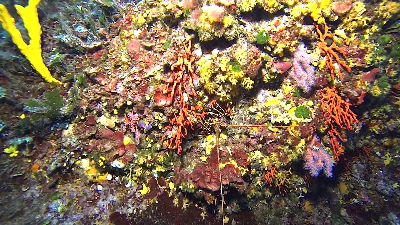 Golfe du Valinco : Corail et langoustes dans l'objectif de Stéphan Le Gallais