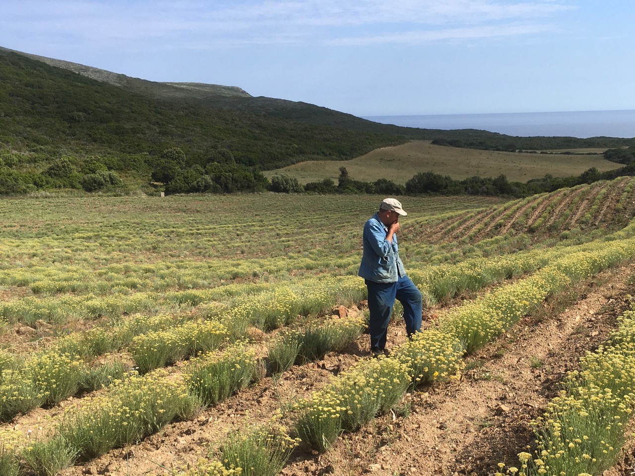 L'huile essentielle de l'immortelle de Corse en quête d'un label européen