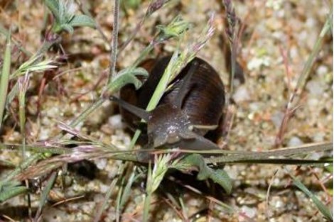 L'Hélix de Corse, un escargot endémique de l'île en danger critique d’extinction dont le seul habitat connu est le site du Ricanto, et donc de l'aéroport d'Ajaccio (Photo : Aéro Biodiversité)