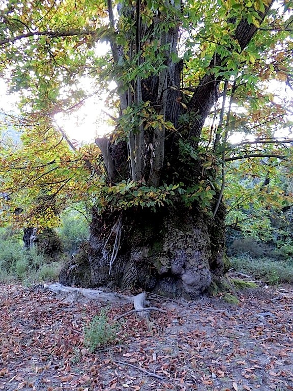 Le plus bel arbre de l'année est le… châtaignier de Pianellu !