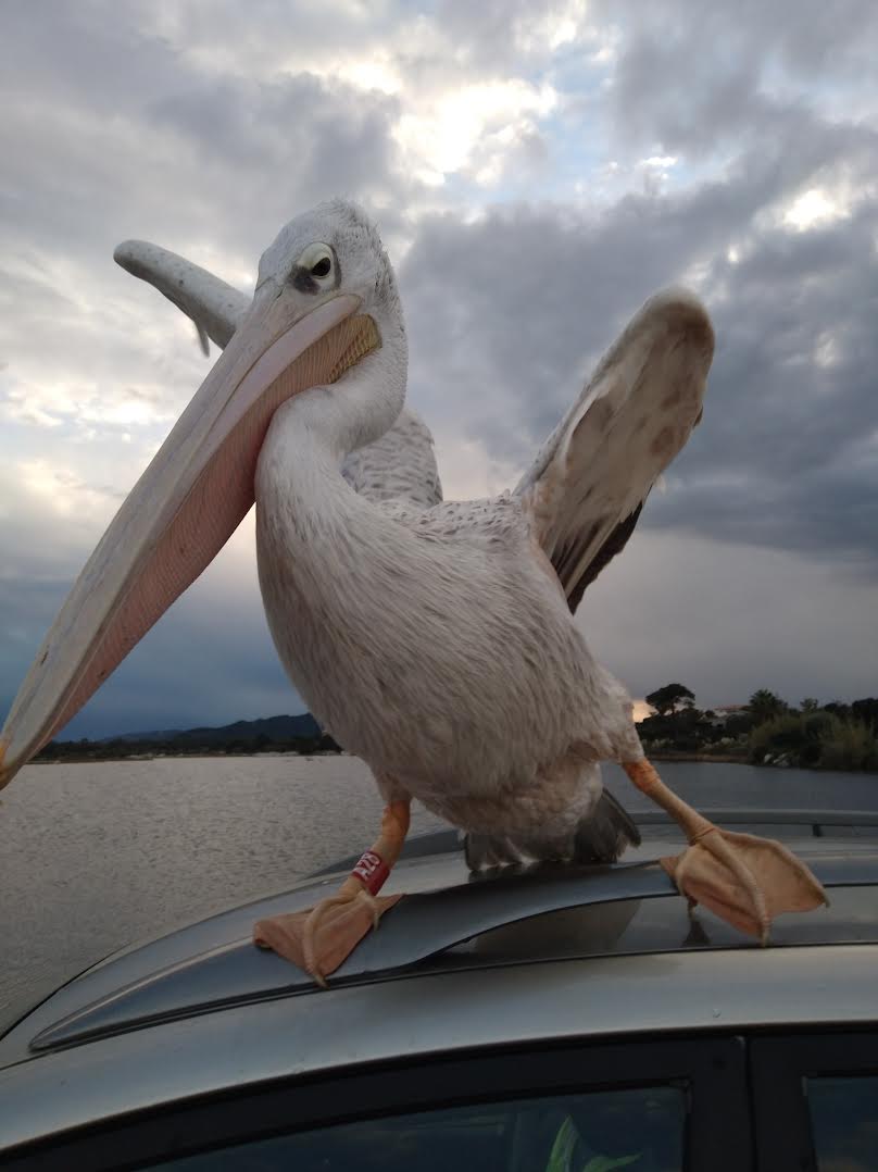 Porto-Vecchio : Harris le pélican, il est chez lui