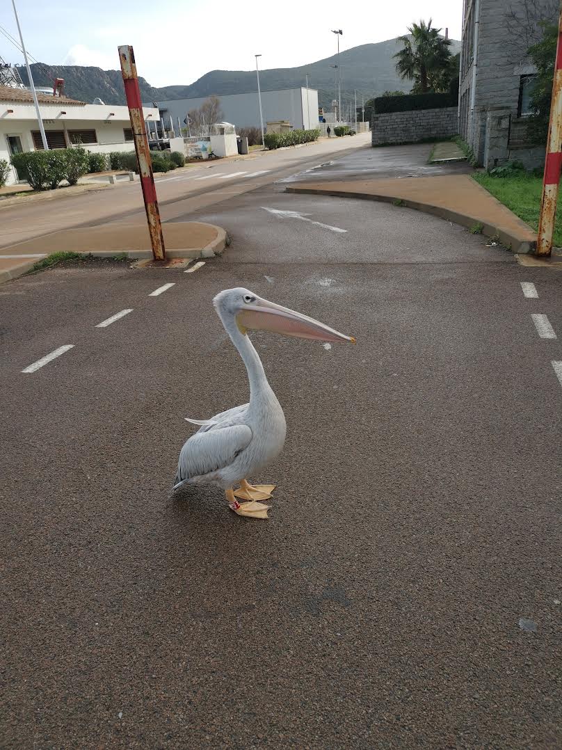 Porto-Vecchio : Harris le pélican, il est chez lui