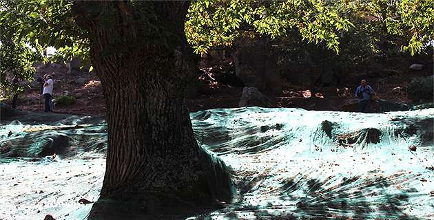 Lozzi : La Brasserie Pietra donne un nouvel élan à la lutte contre le Cynips