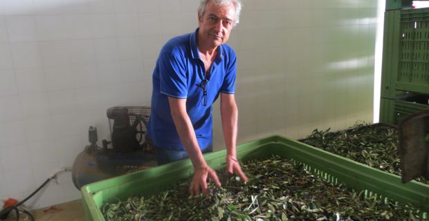 Enzo Manni, responsable de la coopérative ACLI qui, à Racale, dans la province de Lecce, regroupe près de 600 producteurs.