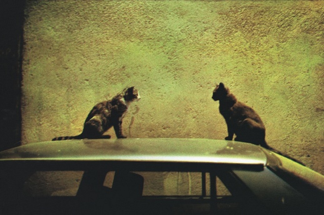LES DEUX CHATS LA NUIT, RUE SAINT-ROCH A BASTIA - Extrait de la série "La ville, la nuit", 1998. Collection du Centre Méditerranéen de la Photographie - Dolorès Marat