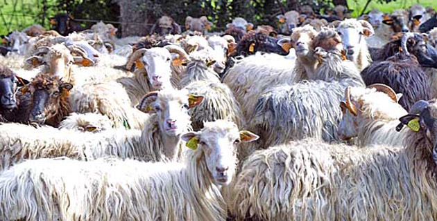 Sécheresse :  Vives inquiétudes de l'Interprofession laitière ovine et caprine de Corse