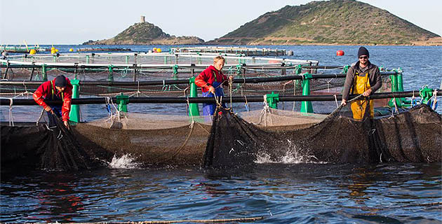 Gloria Maris : L'excellence faite élevage marin