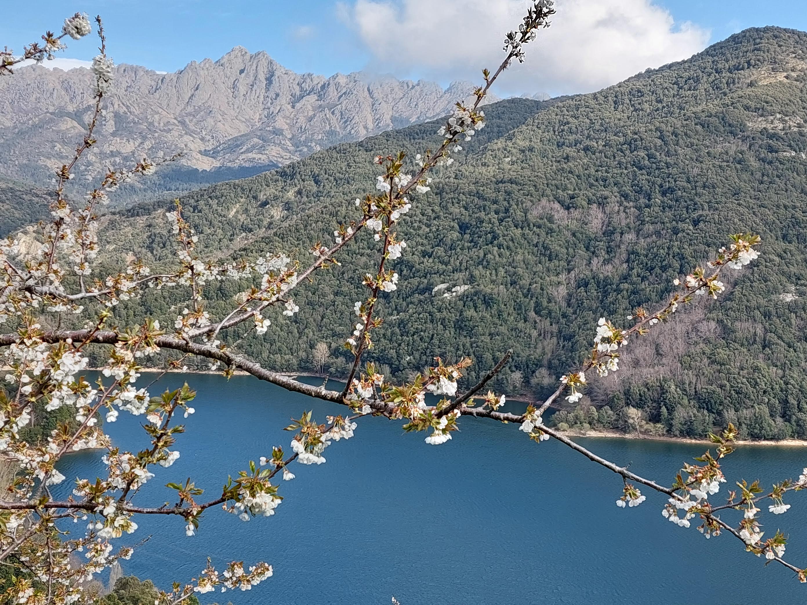 Tolla (Françoise Geronimi)