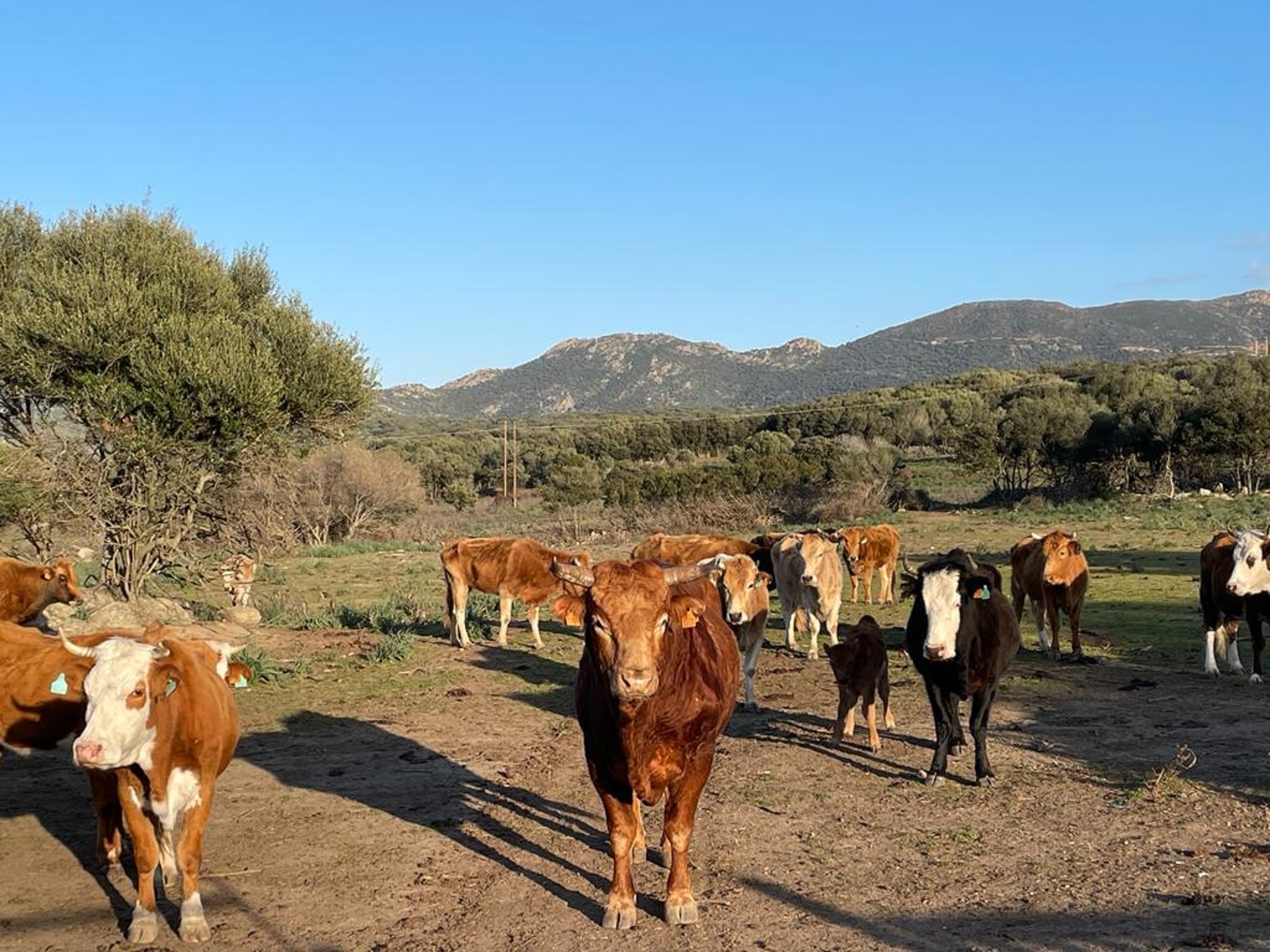 À Lozzi, Marcel Flori cultive l’amour de l’élevage et du bon veau à la broche 