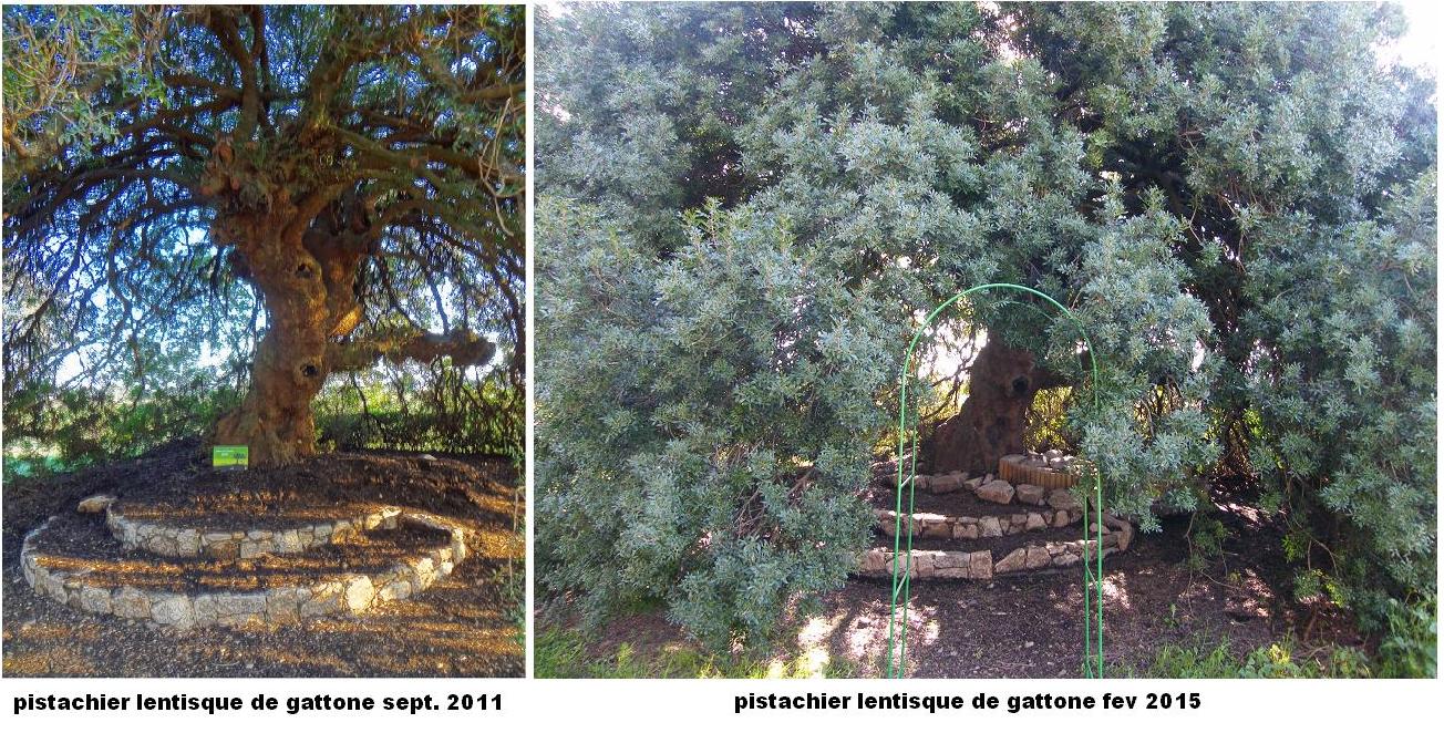 Ghisonaccia : La nouvelle vie du listincu de Gattone