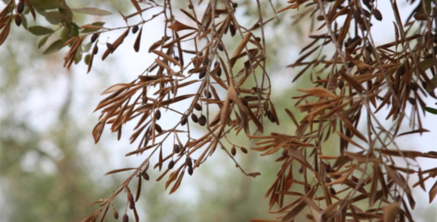 Xylella fastidiosa : L'appel à la vigilance des préfectures de Corse