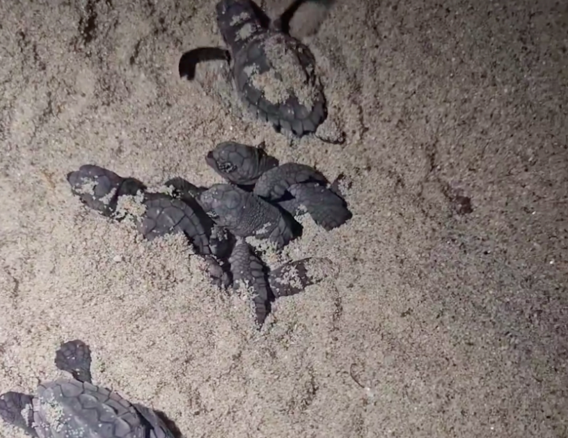 (Capture d'écran vidéo Facebook Chez Francis)