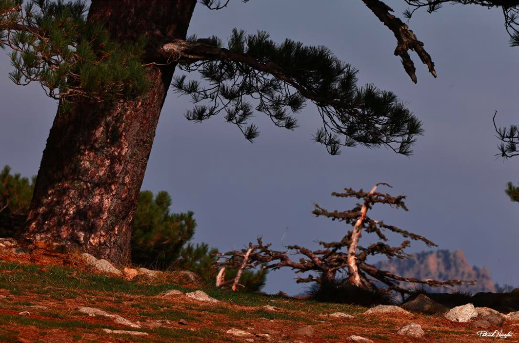 Photo Patrick Nicolaï