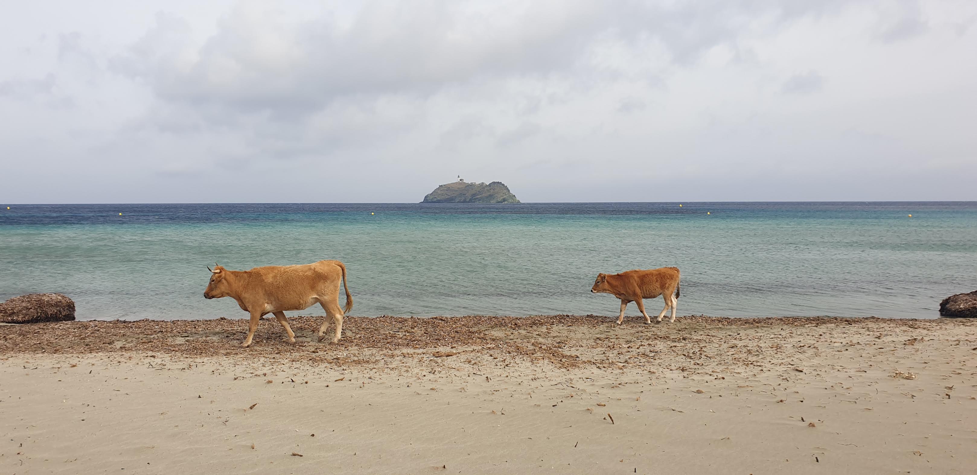 La photo du jour : les vaches de Barcaggiu
