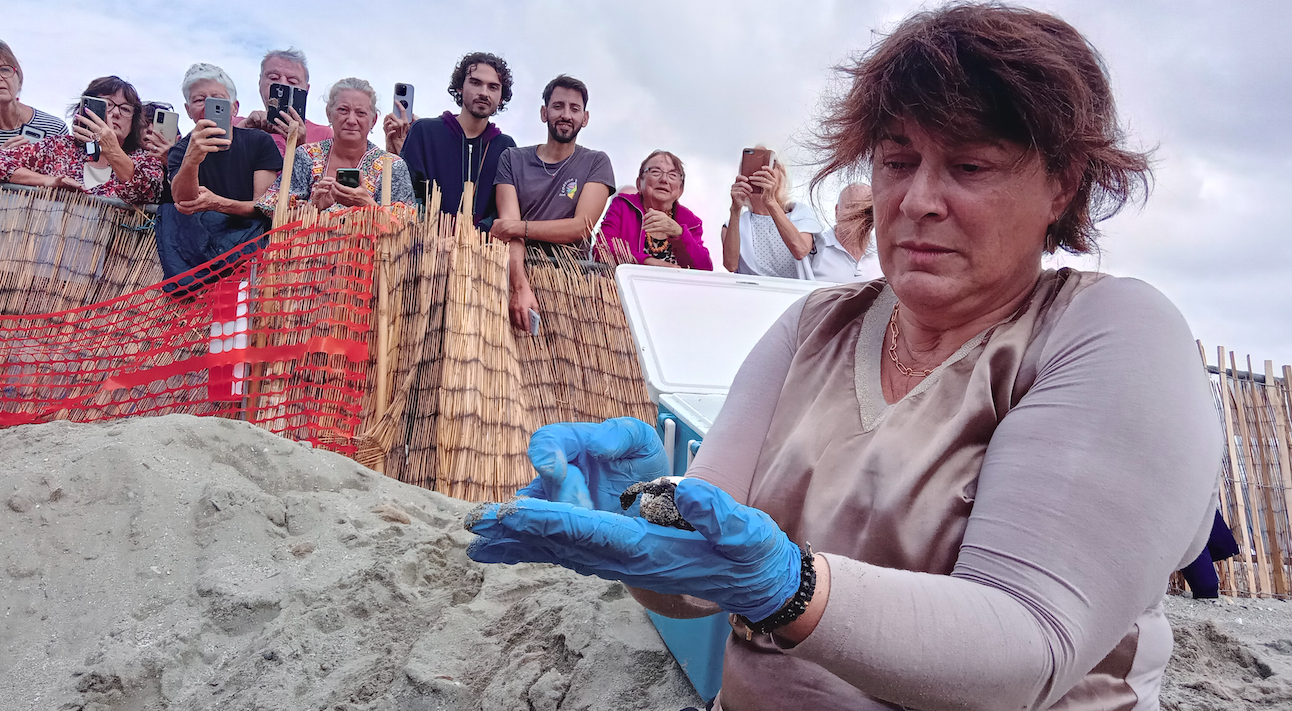 Cathy CESARINI récupérant un tortillon après éclosion