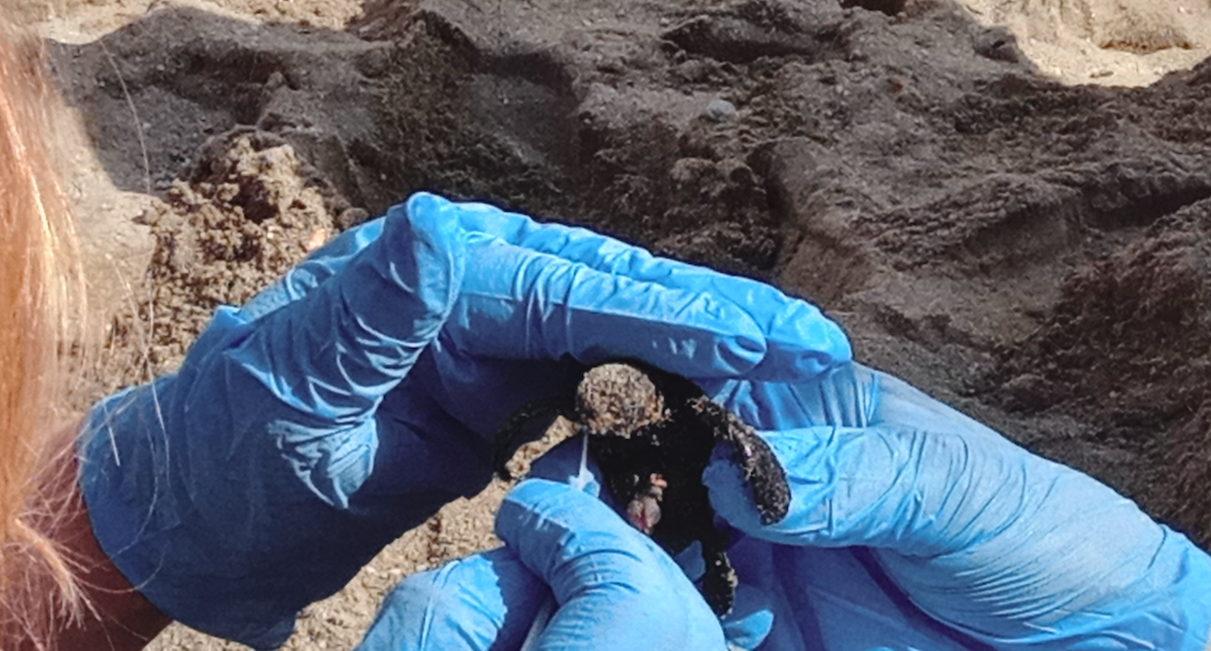 EN IMAGES. Pietracorbara : Une quinzaine de tortues caouannes sont nées