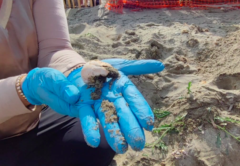 EN IMAGES. Pietracorbara : Une quinzaine de tortues caouannes sont nées