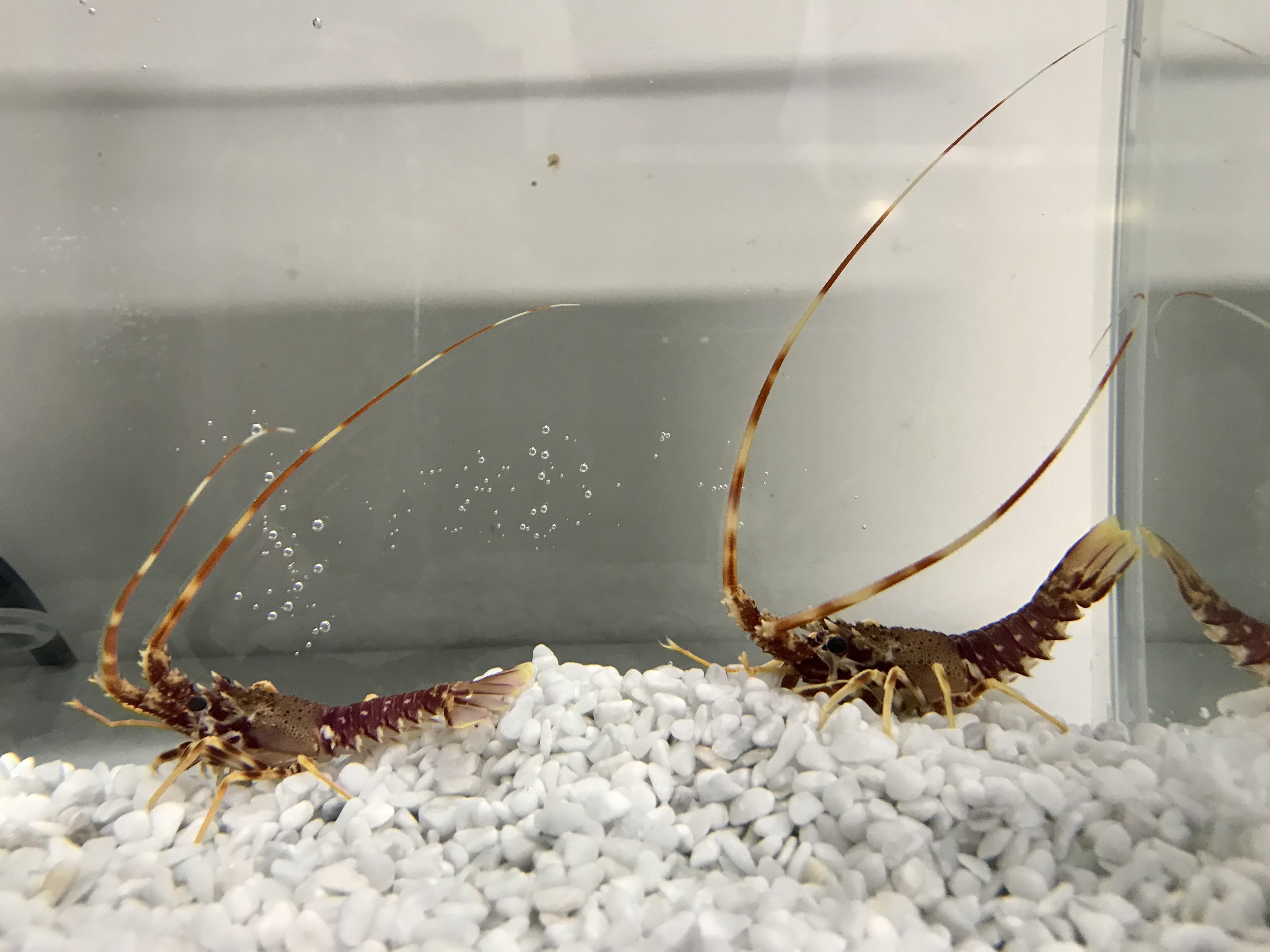 Ces langoustes rouges ont atteint l'âge de 11 mois.