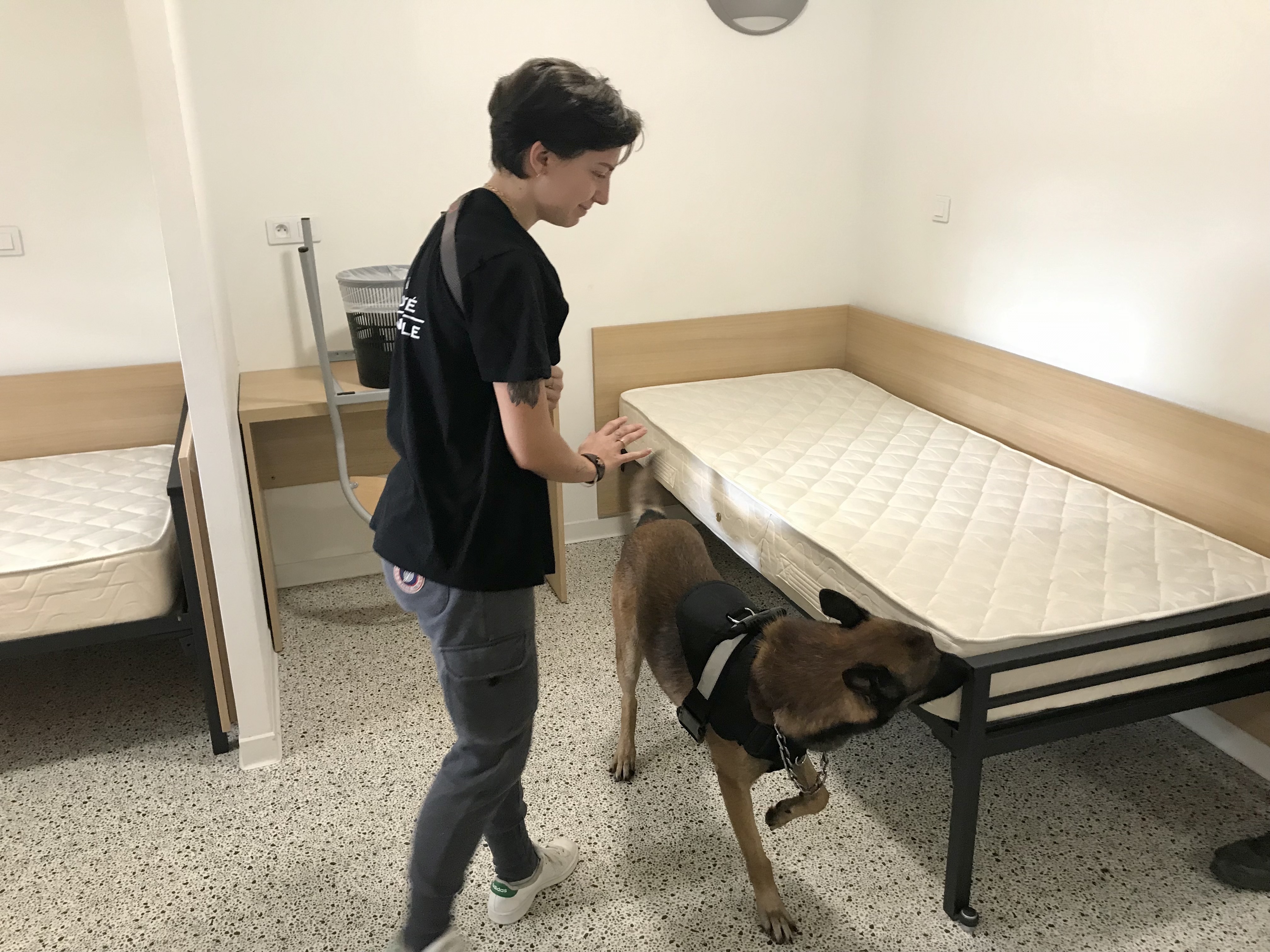 DPJ société cynophile, basée à Borgo, entraîne régulièrement ses chiens à retrouver des phéromones de punaises de lit. Ici, Aymie Vittini conduit son chien Saku.