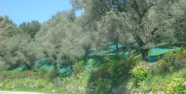 18ème Fiera di l'oliu novu : Encore deux belles journées à Santa Lucia di Talla