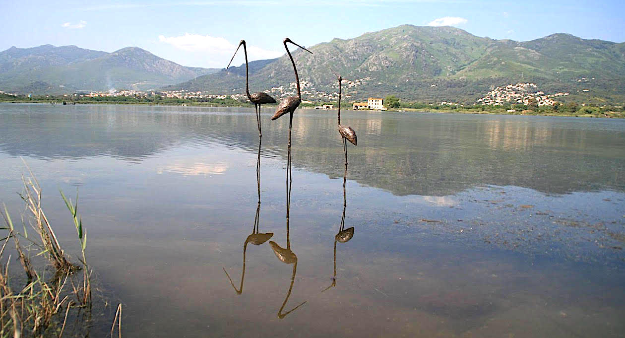 La photo du jour : Les phénicoptères sont arrivés à Biguglia