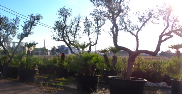 Des plants d'oliviers, proposés à la vente, dans la région infectée du Salento.