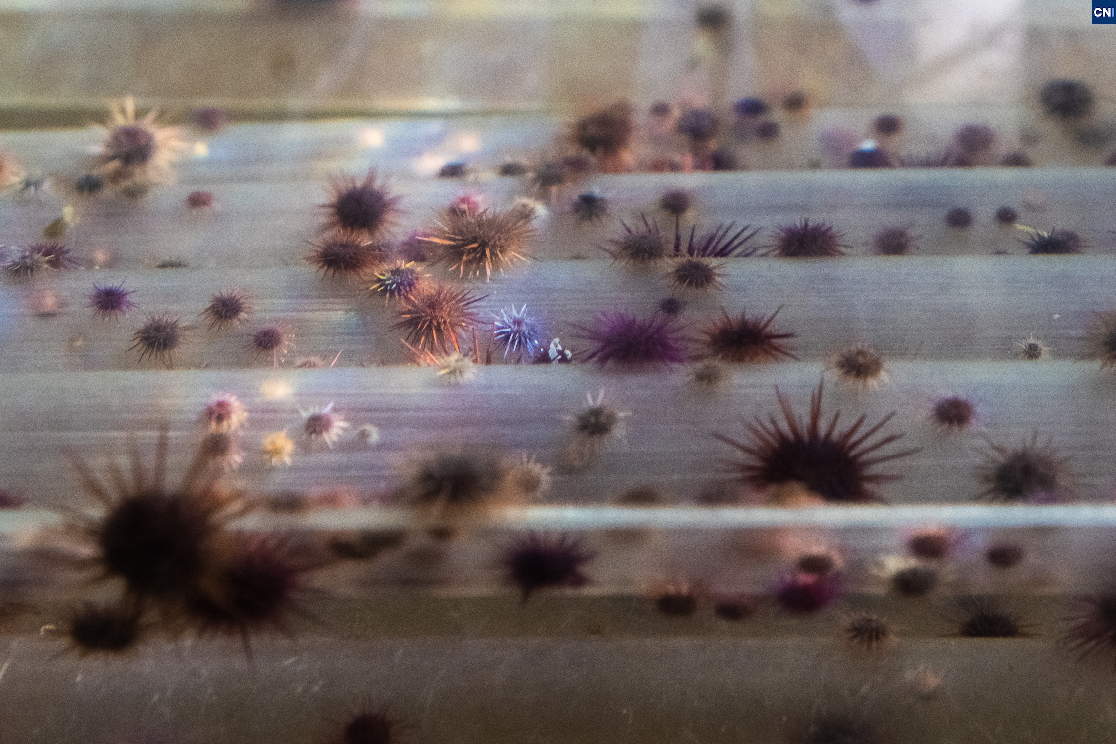 Pourquoi la pêche aux oursins ne commence pas le 15 décembre comme d'habitude ?