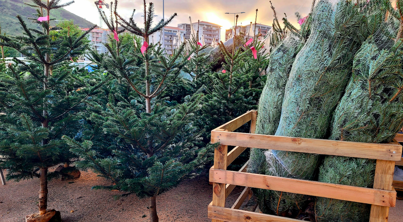 A Ajaccio, la vente de sapins de Noël ne connait pas la crise 