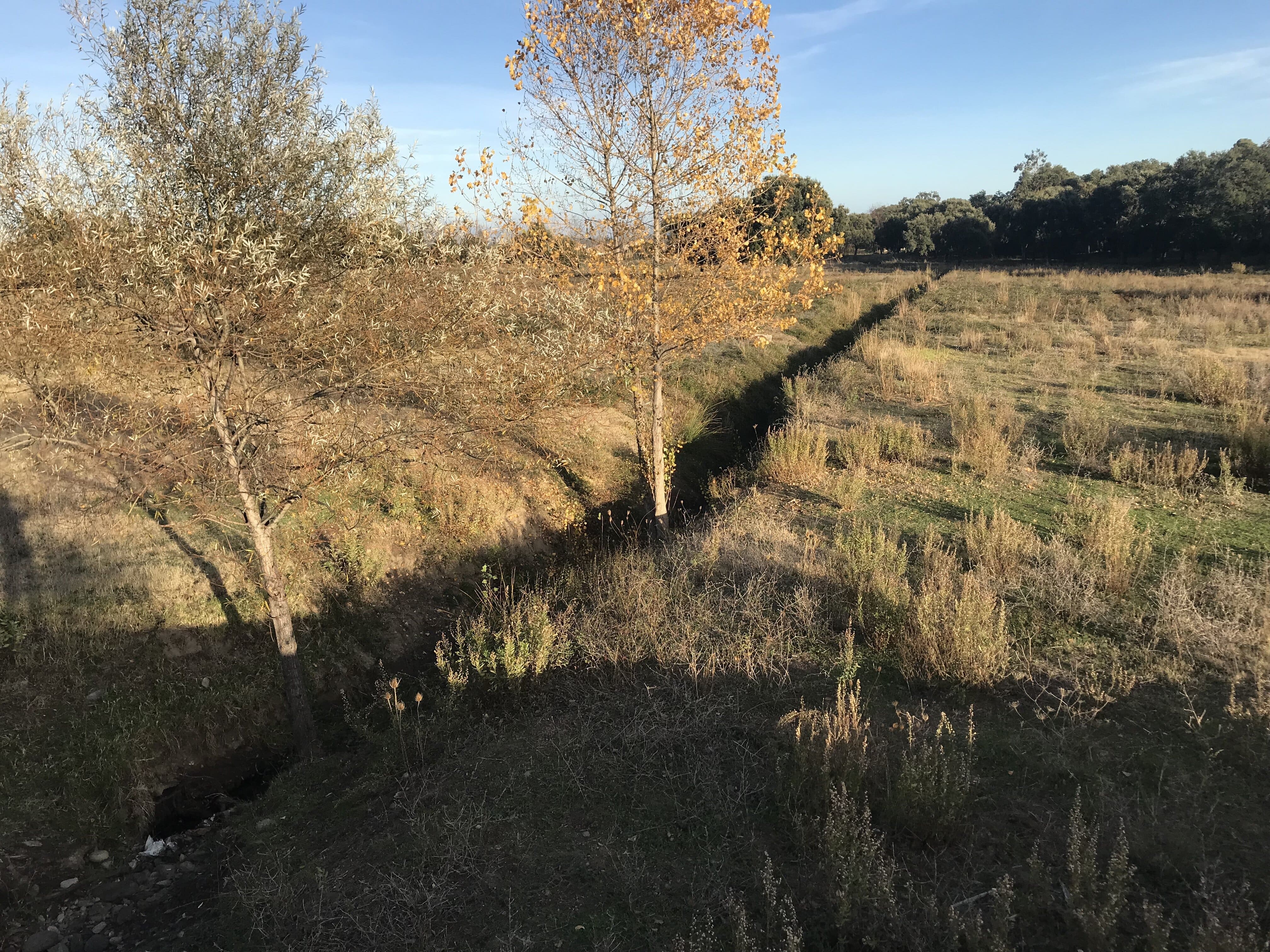Voici le talweg, ce ravin qui récolte les eaux de ruissellement et nourrit les inquiétudes de la maire de Borgo.