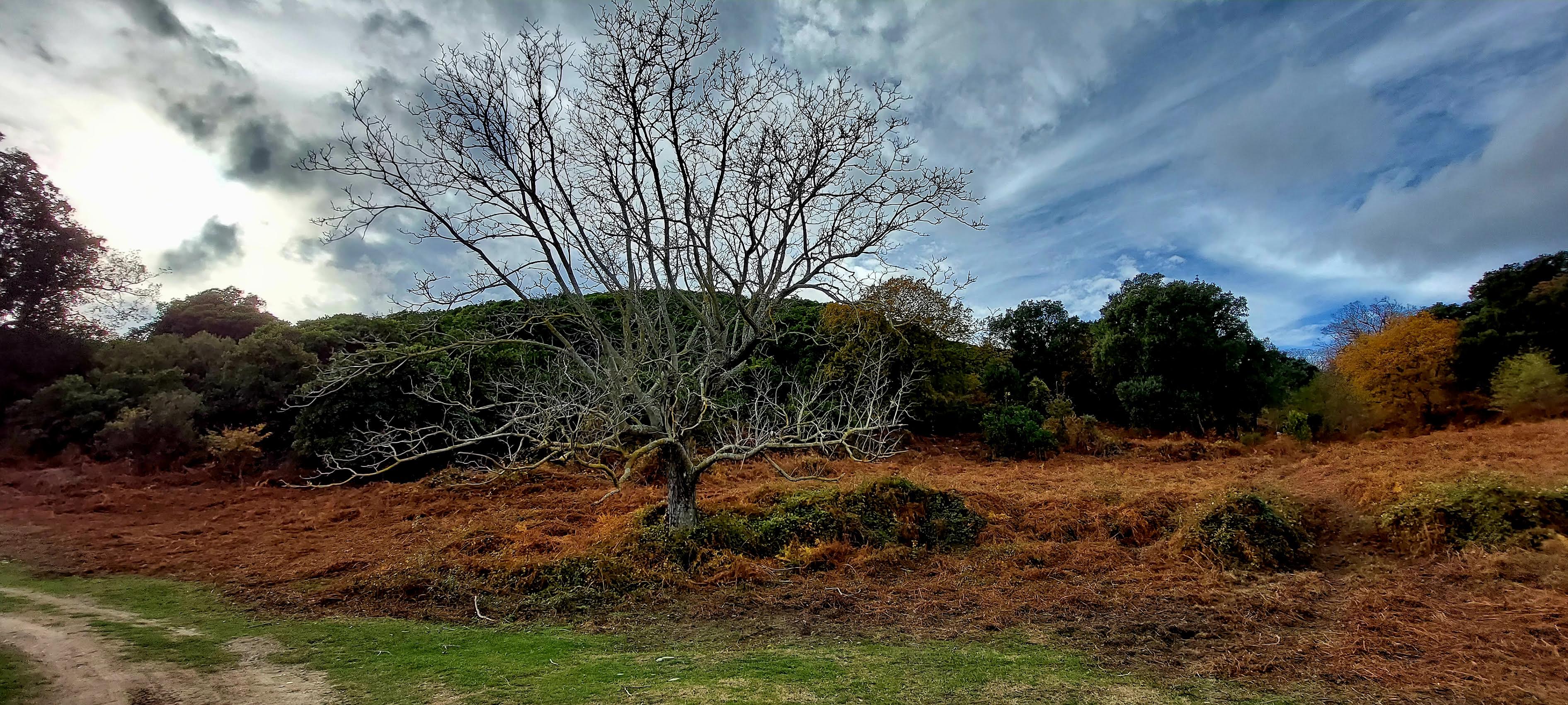 (Françoise Geronimi)