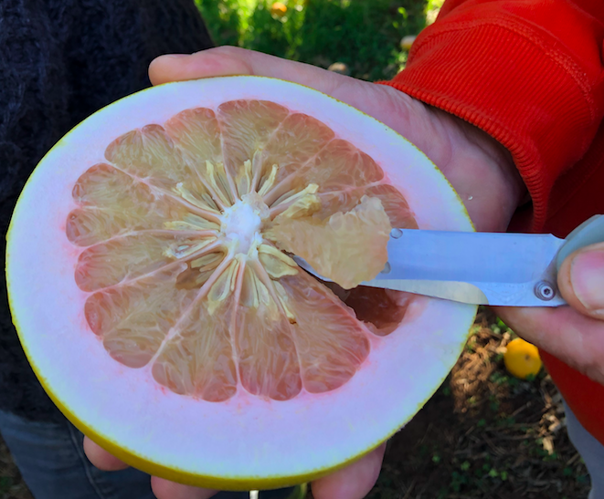 Le verger de l'INRAE de San Giuliano : Plus de 1 000 variétés d'agrumes présentées au public