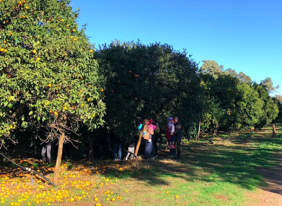 Le verger de l'INRAE de San Giuliano : Plus de 1 000 variétés d'agrumes présentées au public