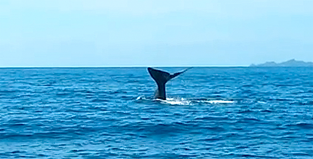 Cachalot d'Ajaccio : Et maintenant, il plonge