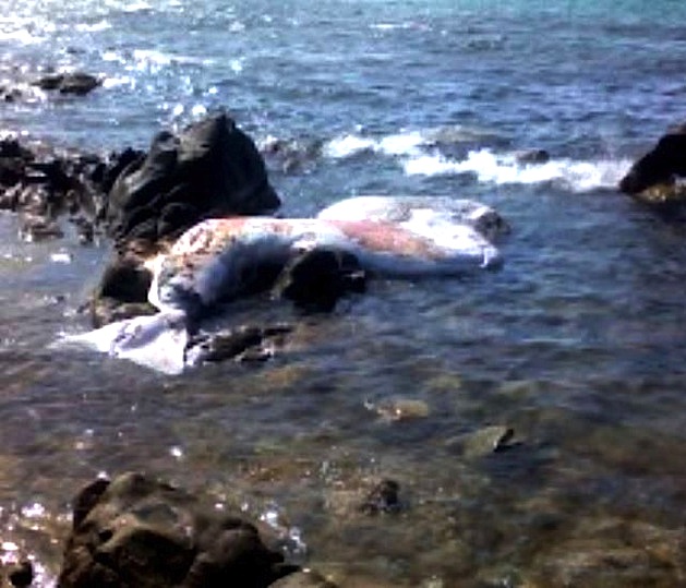 Requin-pèlerin ou cachalot échoué sur la plage de L'Ile-Rousse ?
