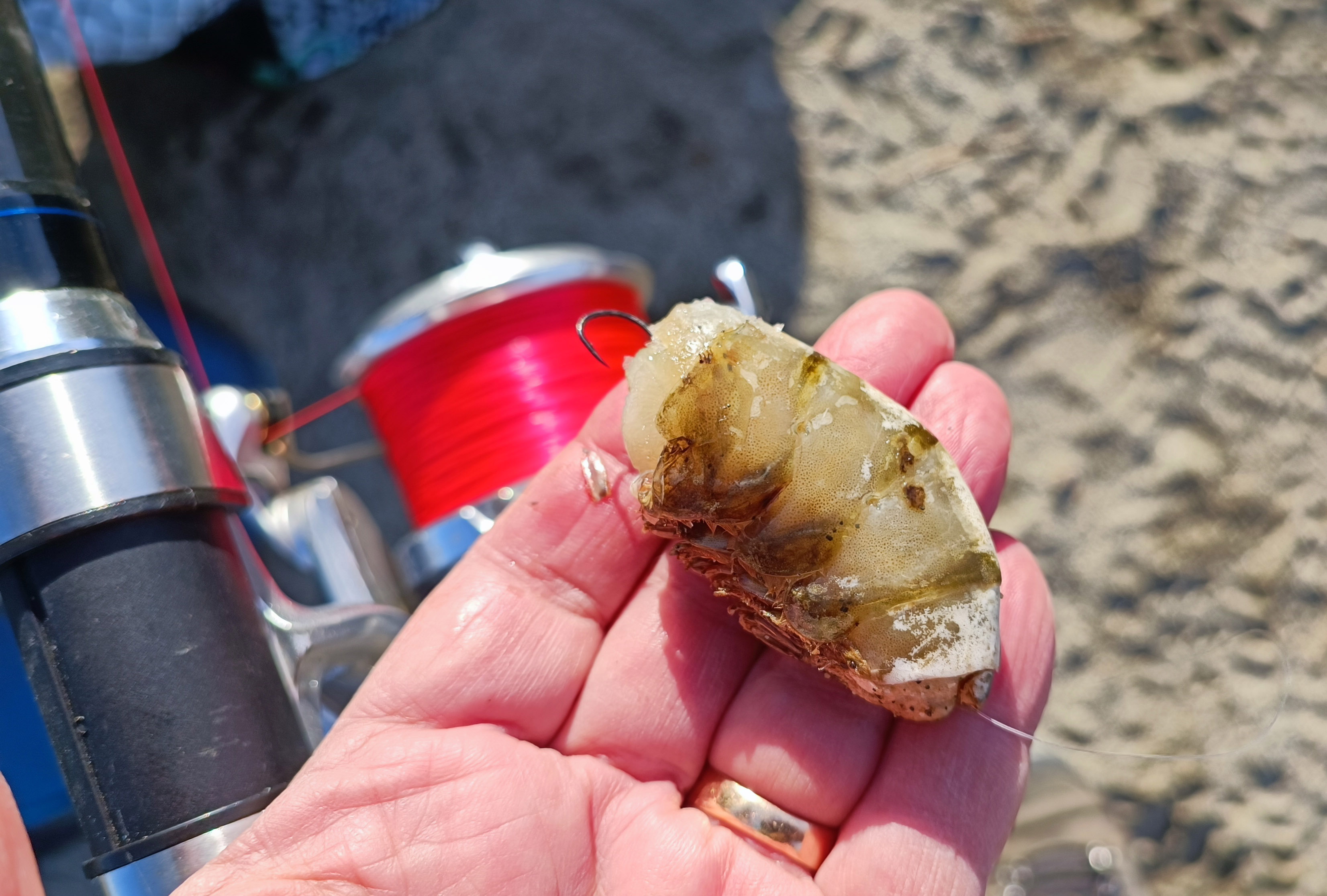 Pêche en mer : En Corse, la meilleure période, c’est maintenant !