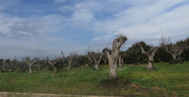 U Cullettivu Xylella fastidiosa demande l’interdiction d’entrée pour tous les végétaux !