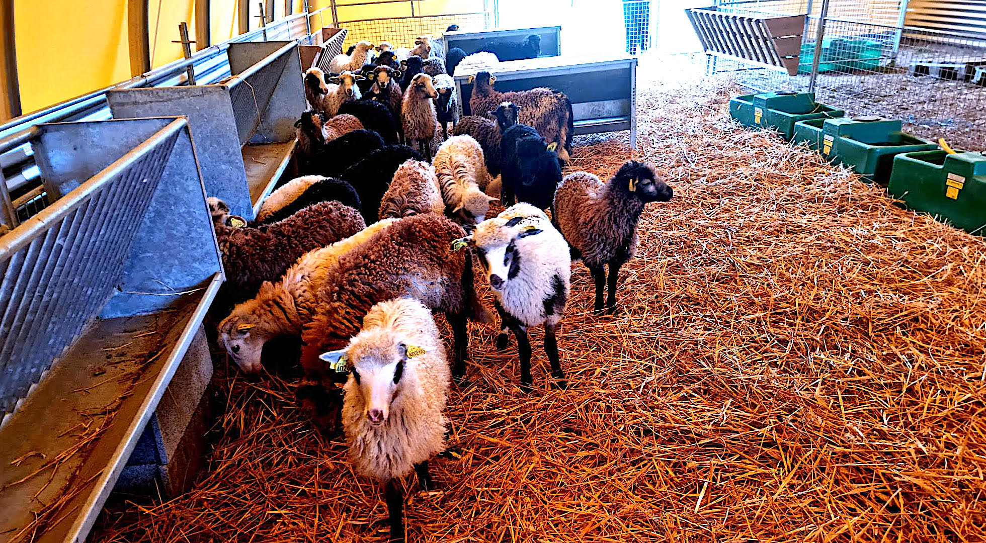 Depuis ce mardi après-midi, 40 agnelles ont pris leurs quartiers sur le Campus Corsicagri de Borgo Marana