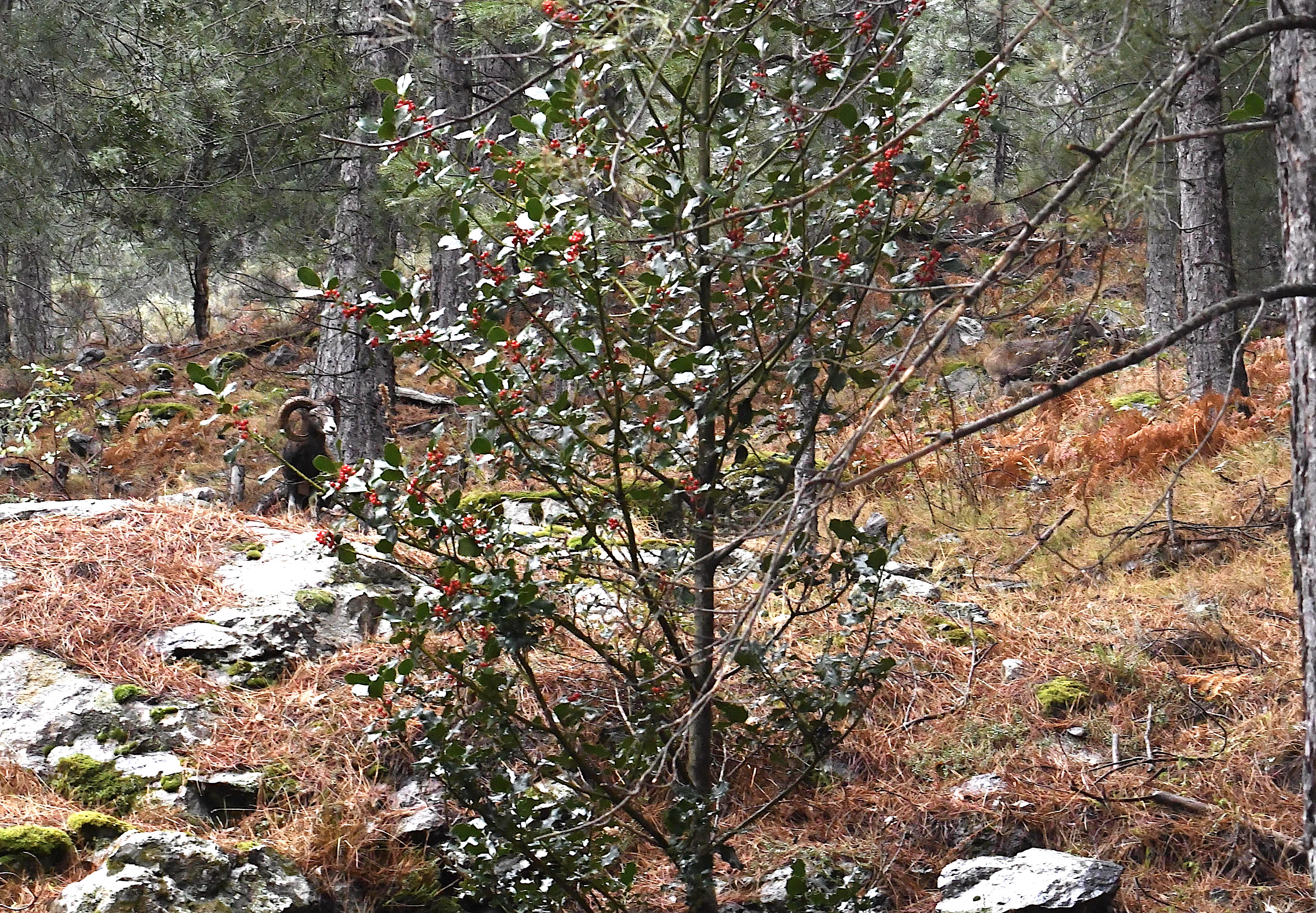 La photo du jour : caracutu è muvrini